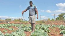 Usage abusif des pesticides à Maurice : les planteurs face à un dilemme entre bonne récolte et santé