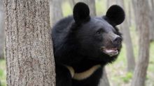 Le karaté sauve un Japonais des griffes d'un ours
