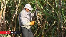 Assemblée nationale : la PNQ axée sur la réforme de l’industrie sucrière