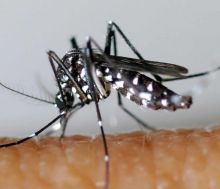 Le moustique vecteur du Zika redécouvert au Chili après 60 ans d'absence