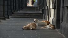 [Insolite] Des chiens attendent au… bâtiment du Trésor