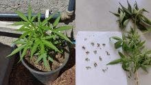 Albion : plant et semences de cannabis découverts chez un habitant