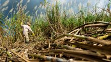 325.000 tonnes de sucres en 2019, dit la Chambre d’Agriculture