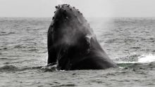 Pêche à la baleine : une peur bleue des Japonais