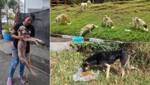 Confinement : Pretty Saachi et son équipe à la rescousse des chiens errants