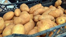 Manque à gagner de Rs 25 M allégué : les pommes de terre plombent le SIT