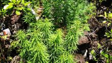 17 kilos de cannabis valant Rs 10,2 M déracinés dans une chasse : le vigile suspecté d’être le cultivateur écroué