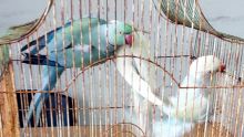 Vol d’oiseaux de compagnie valant Rs 175 000 : le voleur dénonce ses clients dont un commerçant