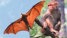 Un couple de retraités dans la tourmente : sous la menace d’un manguier envahi par des chauves-souris et des singes