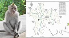 Exportation : une ferme d’élevage de 12 000 singes prévue à Le Val