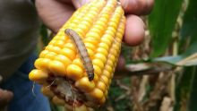 Fall Army Worm : a menace for our crops