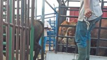 Socovia : des bœufs atteints de fièvre aphteuse ?