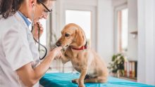 Les avantages de la stérilisation pour votre chien