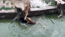Chine : mécontents, les investisseurs d'un zoo jettent un âne aux tigres