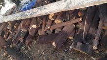 Saisie de la sst à Goodlands vendredi : la tonne de bois de santal volée dans une chasse