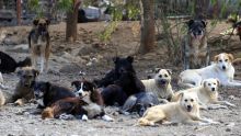 Puçage de chiens : la microchip caravan prend la route cette semaine