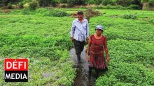 Séquelles des intempéries : importation de légumes et compensation pour les planteurs