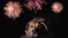 Pétards et animaux de compagnie : feu d’artifice de tensions