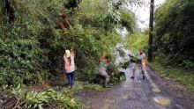 Post-Batsirai : Des endroits toujours sous la menace d’arbres dangereux