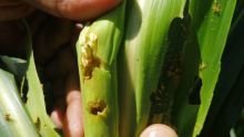 Chenille légionnaire : la hantise des planteurs de maïs