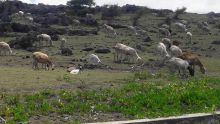 Rodrigues : la présence de la fièvre aphteuse dans le bétail confirmée
