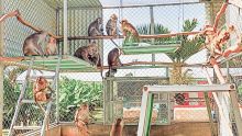 Recherche animale : vies de singes