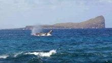 Accord de pêche : les baleines n’ont rien à craindre