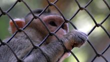 Controverse : perspective pour une ferme de 7 500 singes de laboratoire