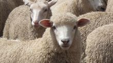 Autosuffisance alimentaire : une ferme de reproduction des moutons à Salazie