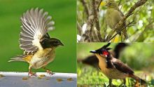 Les oiseaux, indicateurs de l’écosystème de Maurice