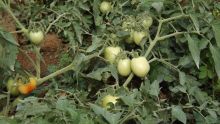 Production de légumes : des pertes estimées à Rs 60000 par arpent