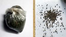 Coup de filet de l’Adsu : 421 semences de cannabis retrouvées chez un dealer