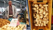 La Vigora sur le marché : une pomme de terre moins consommatrice en pesticide