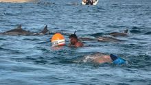 Suite à l’attaque de requins à Tamarin - Excursion en mer : de nouveaux règlements en gestation