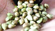 Importation des semences : un informaticien comptait produire de nouvelles greffes de cannabis 