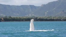 Dolswim : à la rencontre des dauphins et baleines