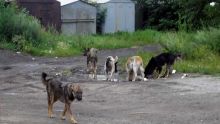 Morcellement La Valette : des chiens errants sèment la terreur