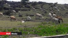 Fièvre aphteuse à Rodrigues : une centaine d’animaux de différentes fermes testés positifs