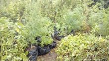 Brisée-Verdière : 969 plants de cannabis découverts