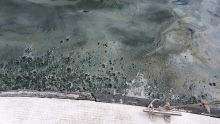 Pollution des lagons de l’Est et du Sud-est : la marée noire prend le large