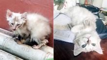 Après la disparition de leur chaton de 5 mois : une famille lance un appel à l’aide et propose une récompense