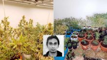 À Rivière-des-Anguilles : démantèlement d’une «usine» de production de cannabis