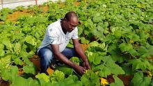 Rajey Seeneevassen : il abandonne son poste de Manager pour l’agriculture organique