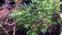 Des plants de cannabis d’une valeur de Rs 2 M déracinés