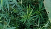 Bois-Marchand : des plants de cannabis déracinés chez un homme de 35 ans