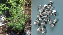 Deux arrestations dans le Nord : saisie de drogue d’une valeur de Rs 50 000
