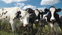Coupures d’eau : les vaches laitières souffrent aussi de la sécheresse