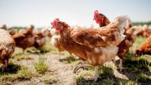 Le ministère de l’Agro-industrie rassure : pas d’arsenic dans la viande de poulet