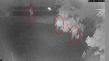 Vol de bétail filmé à Camp-de-Masque-Pavé : deux hommes et une femme démasqués 