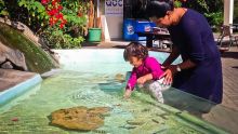Tourisme vert - Aquarium de Maurice : une baisse de 70 % de visiteurs